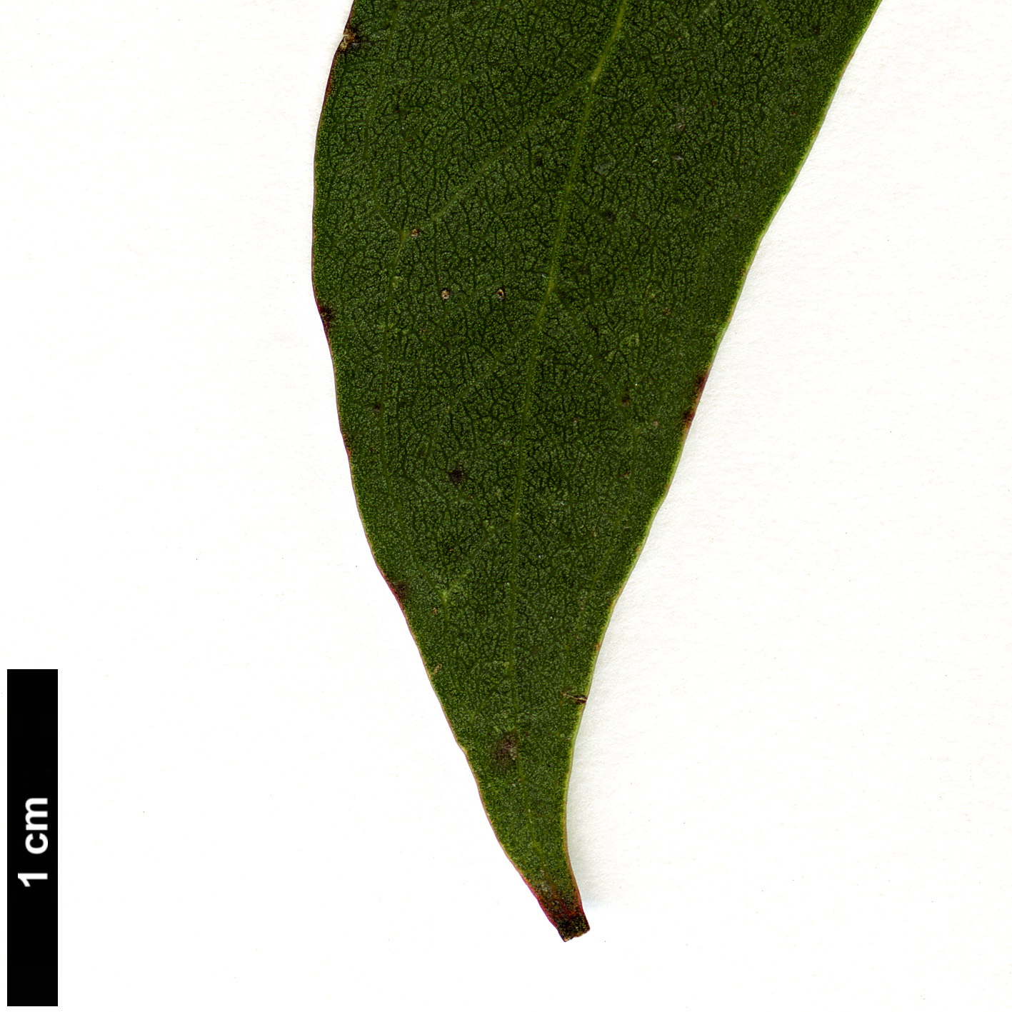 High resolution image: Family: Myrtaceae - Genus: Eucalyptus - Taxon: amygdalina × E.pauciflora